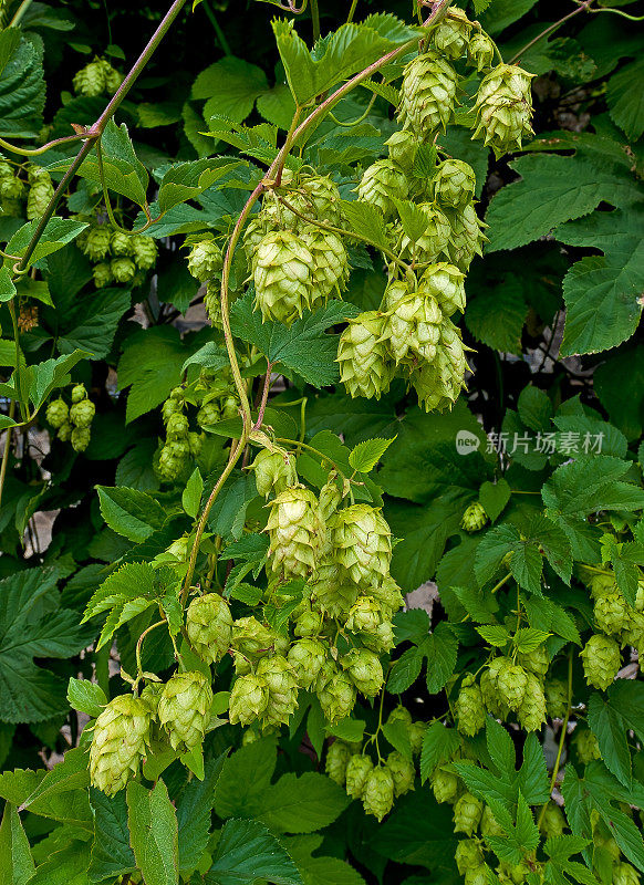 啤酒花(Humulus lupulus)是一种啤酒花的雌花簇(通常称为种子球果或球芽)。加州圣罗莎。Cannabaceae